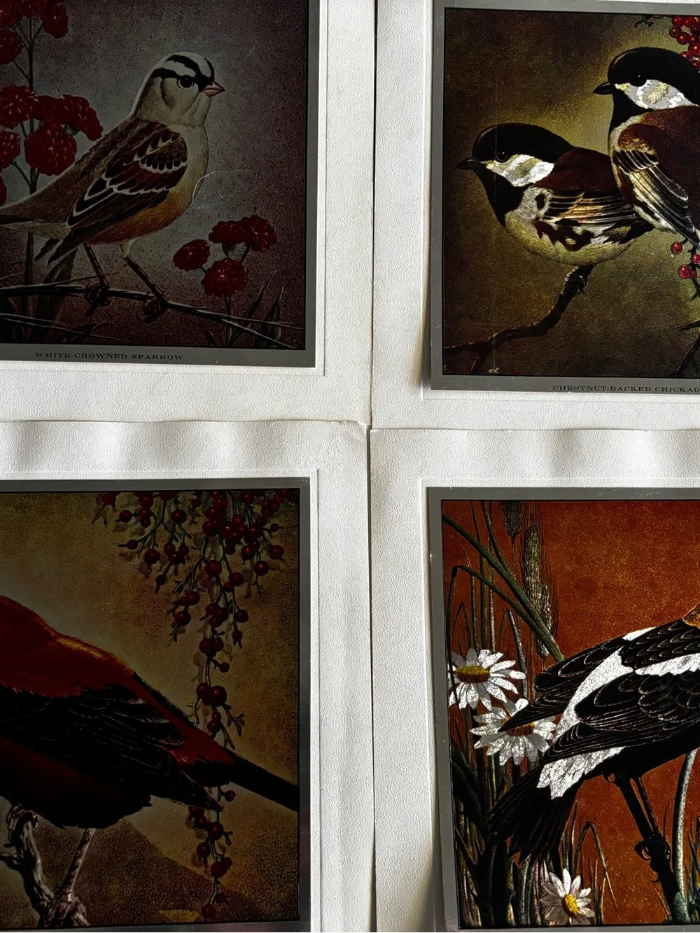 Set of 4 Metallic Prints of Birds Mounted on Backing - 7